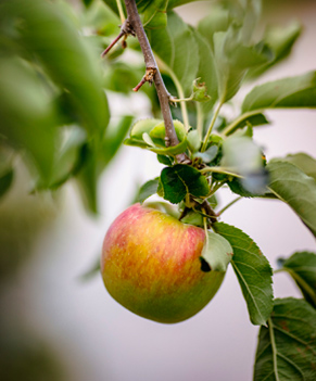 Empelts de fruita dolça