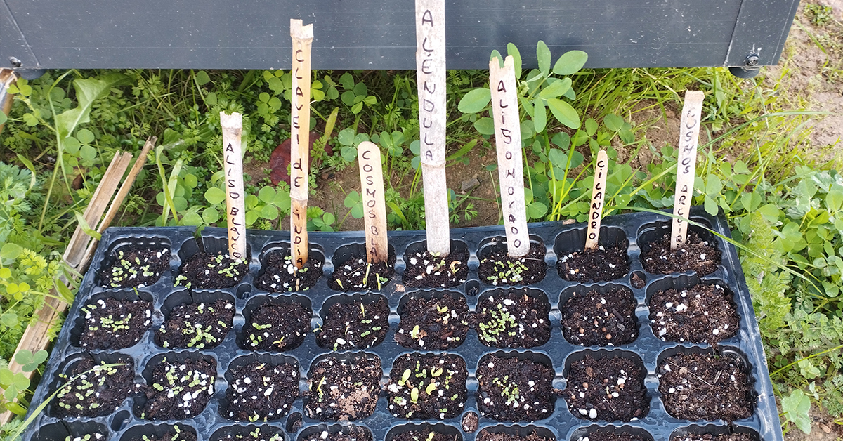 horts escolars apaeef 2026 2