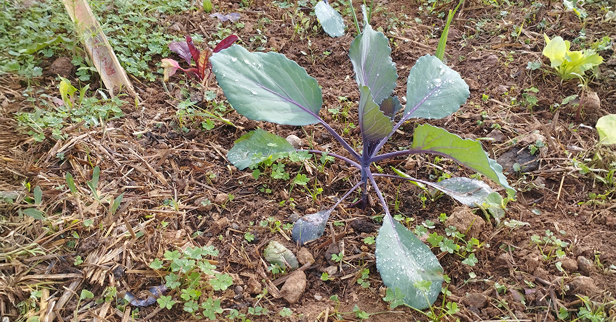 horts escolars apaeef 2026 3