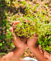 Iniciació agricultura ecològica