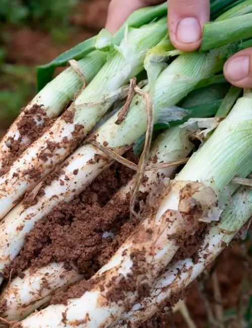 Ibiza opens its organic farms to the public to promote local produce