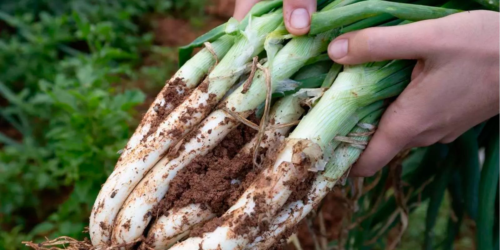 Ibiza abre sus fincas ecológicas al público para promover el producto local