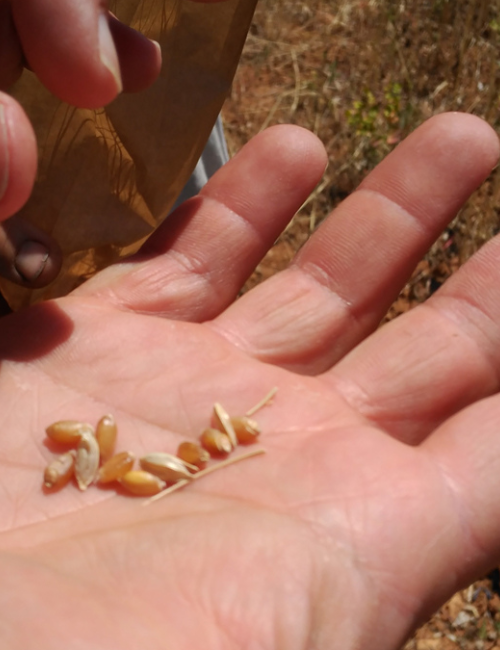 Treballem per unes illes agroecològiques